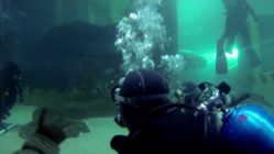 Shark-dive-at-Melbourne-Aquarium